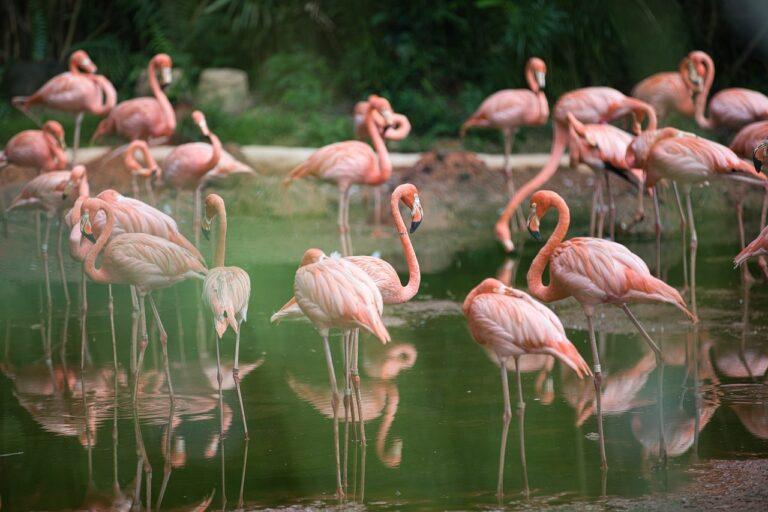 bird, flamingo, water-5154150.jpg